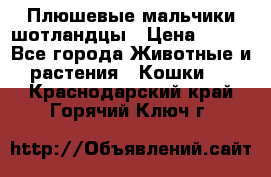 Плюшевые мальчики шотландцы › Цена ­ 500 - Все города Животные и растения » Кошки   . Краснодарский край,Горячий Ключ г.